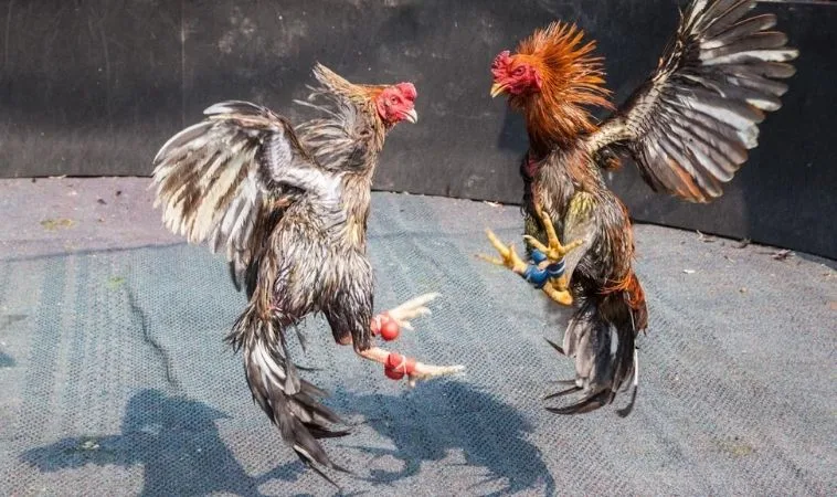 Hướng Dẫn Chơi Đá Gà Sabong 123Win Từ A Đến Z Cho Người Mới 1 Đá Gà Sabong 123Win