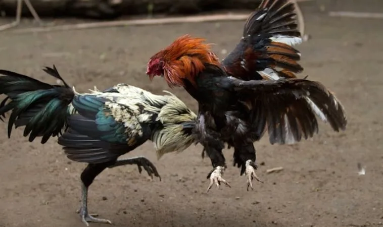 Sảnh đá gà 123WIN quy tụ dàn chiến kê dũng mãnh