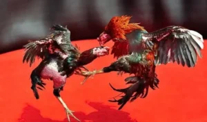 Đá Gà GA28 Tại 123Win